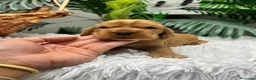 Cocker Spaniel Inglés perros en venta: COCKER SPANIEL INGLES DISPONIBLES - Anuncio 4