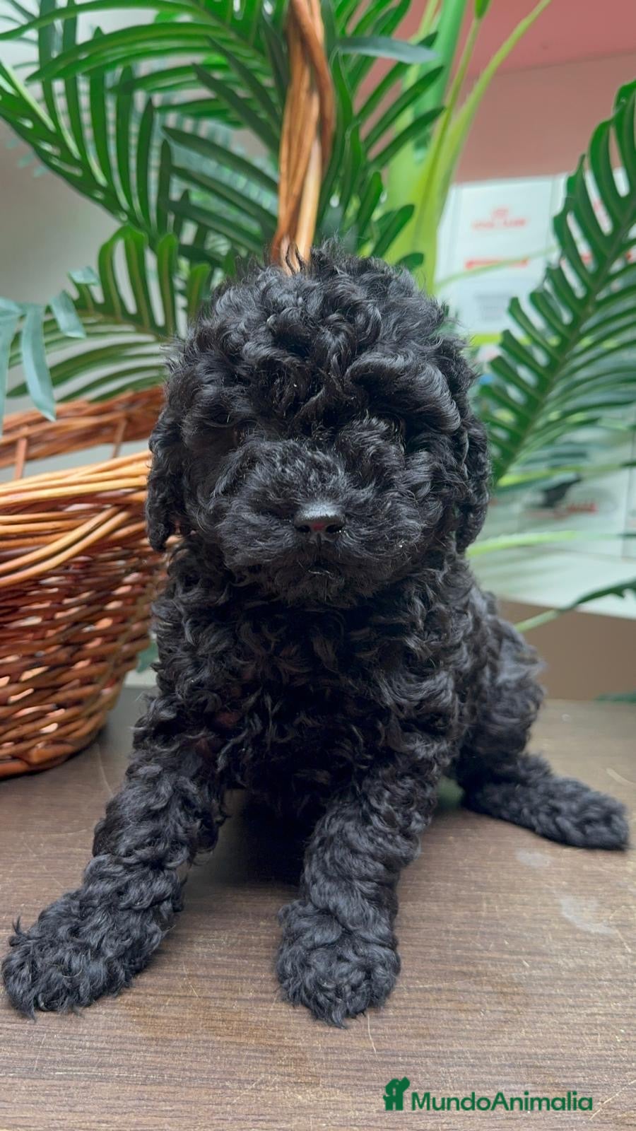 Caniche Toy perros CANICHE TOY MACHO - Anuncio 1