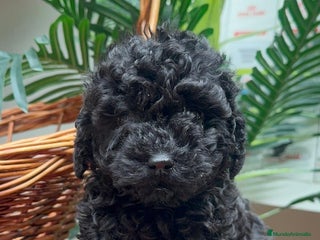 Caniche Toy perros CANICHE TOY MACHO - Anuncio 1