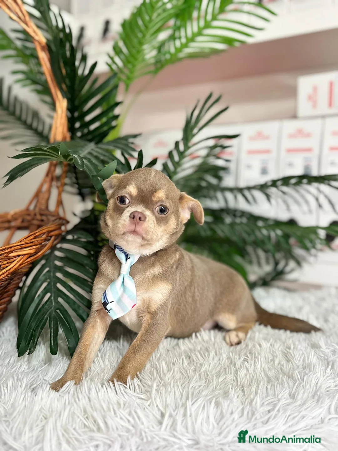 Chihuahua perros en venta: CHIHUAHUA BLUE 6 MESES - Anuncio 5