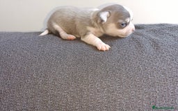 Chihuahua perros en venta: Chihuahua mini toy  - Imagen 12