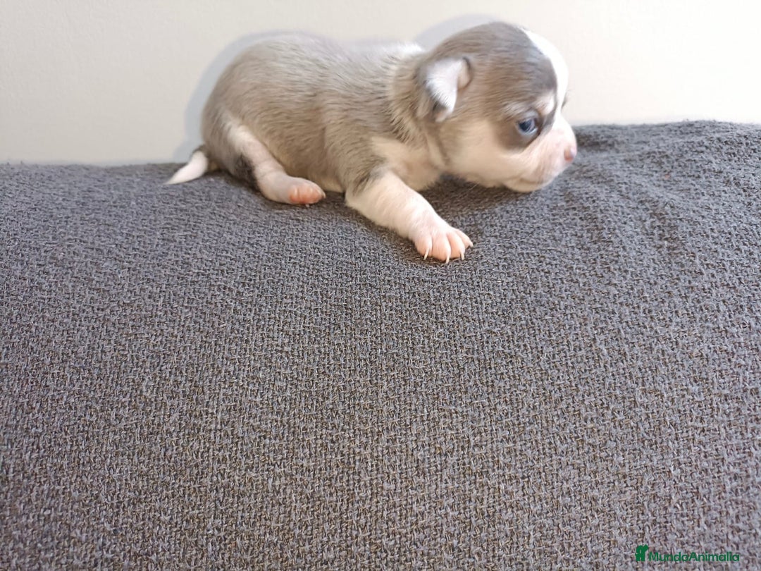 Chihuahua perros en venta: Chihuahua mini toy  - Imagen 12
