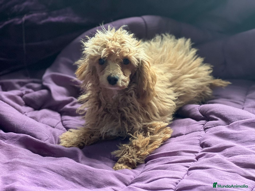 Caniche Toy perros en venta: Caniches 603574813 en Málaga - Imagen 3