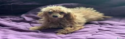 Caniche Toy perros en venta: Caniches 603574813 en Málaga - Anuncio 3