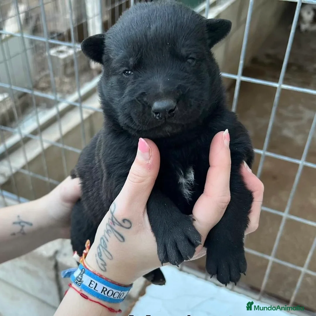 Pastor Belga Malinois perros en venta: Pastor Belga Malinoi - Anuncio 1