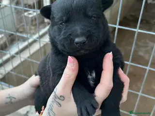 Pastor Belga Malinois perros Pastor Belga Malinoi - Anuncio 2
