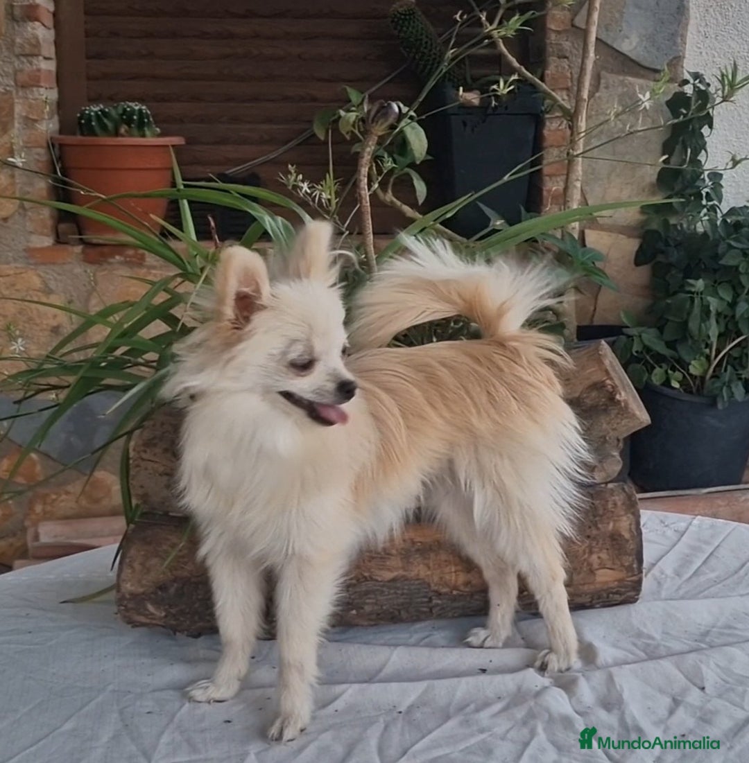 Pomerania perros en venta: Hembra pomerania toy adopción  - Imagen 4