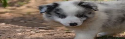 Border Collie perros en venta: Cachorros de Border Collie disponibles - Anuncio 19