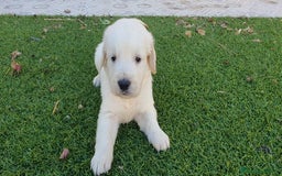 Golden Retriever perros en venta: Golden Retriever Machito - Imagen 1