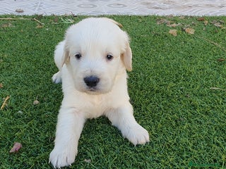 Golden Retriever perros - Anuncio 1