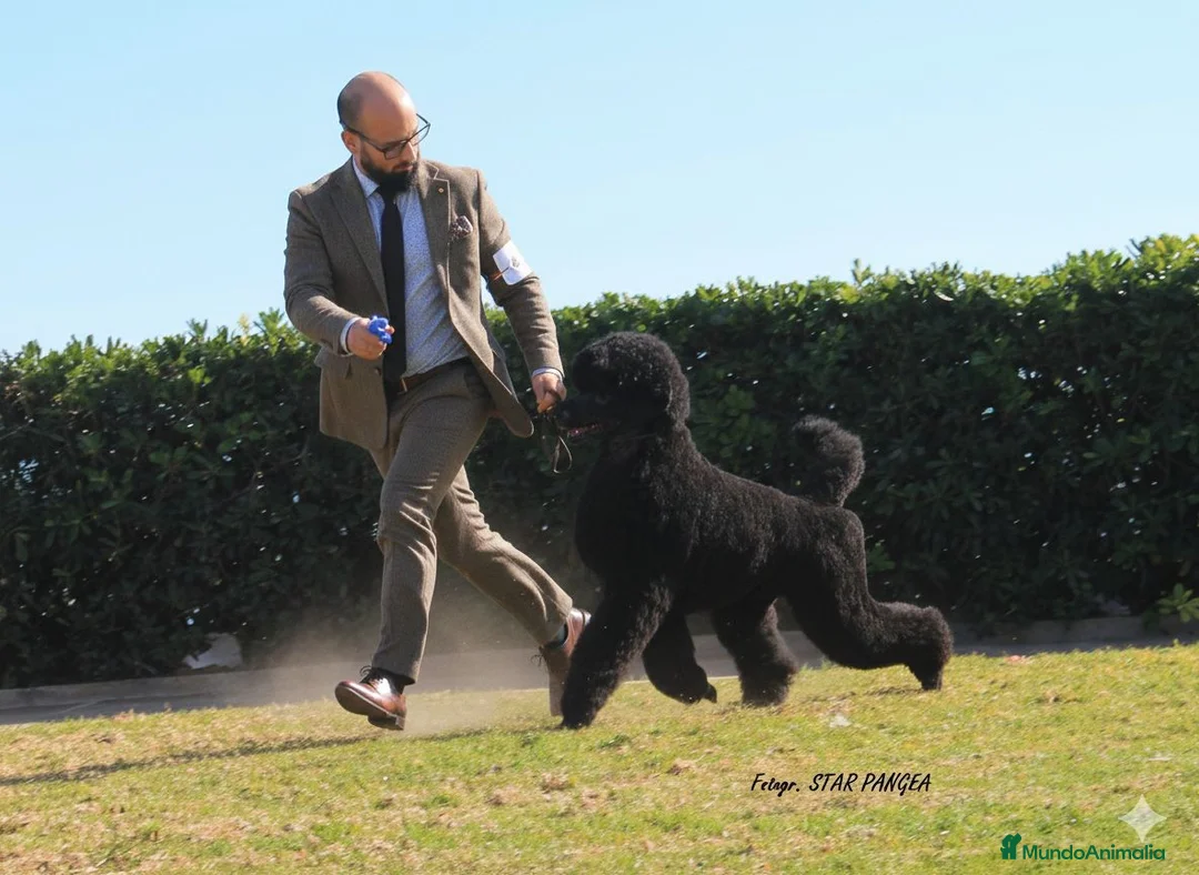 Caniche Gigante perros en venta: Cachorro caniche gigante macho negro  - Anuncio 10