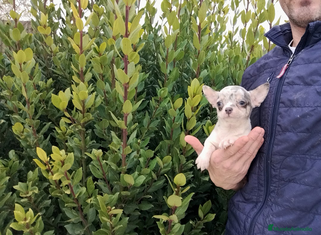 Chihuahua perros en venta: Chihuahua Toy merle - Anuncio 6