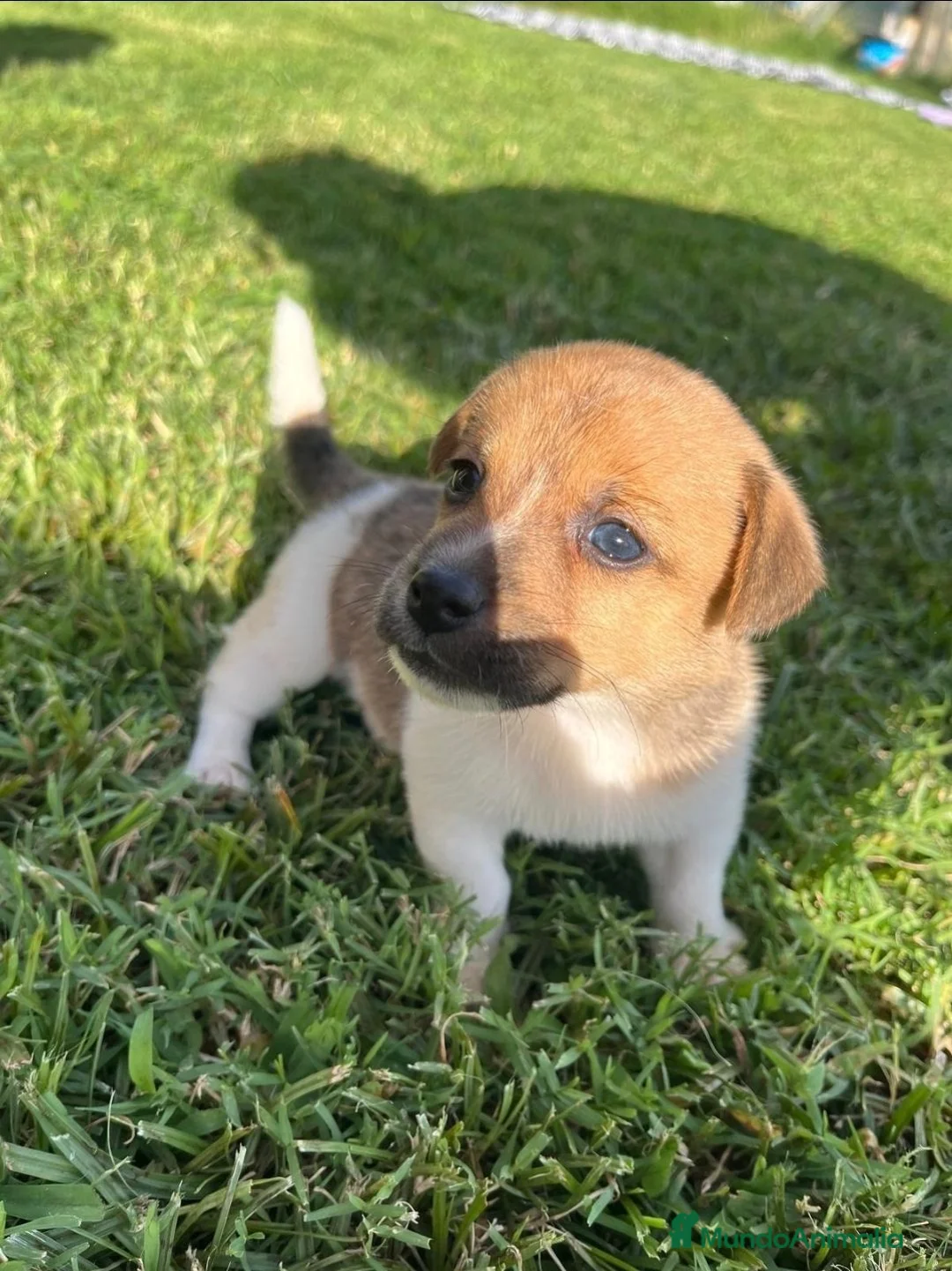 Jack Russell Terrier perros en venta: Jack russell. De máxima calidad  - Anuncio 9