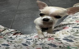 Chihuahua perros en venta: Chihuahua miniatura  - Anuncio 3