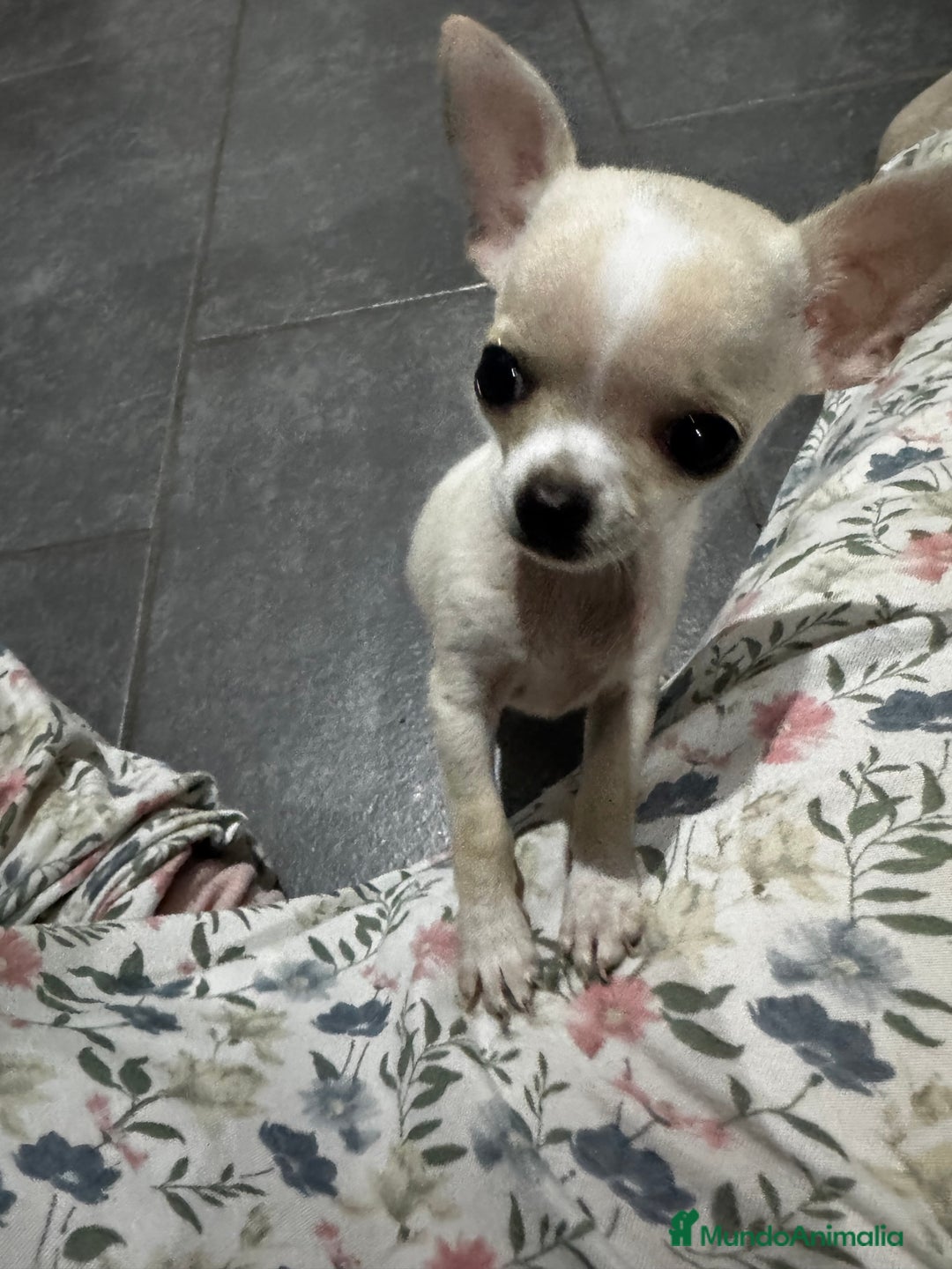 Chihuahua perros en venta: Chihuahua miniatura  - Anuncio 3