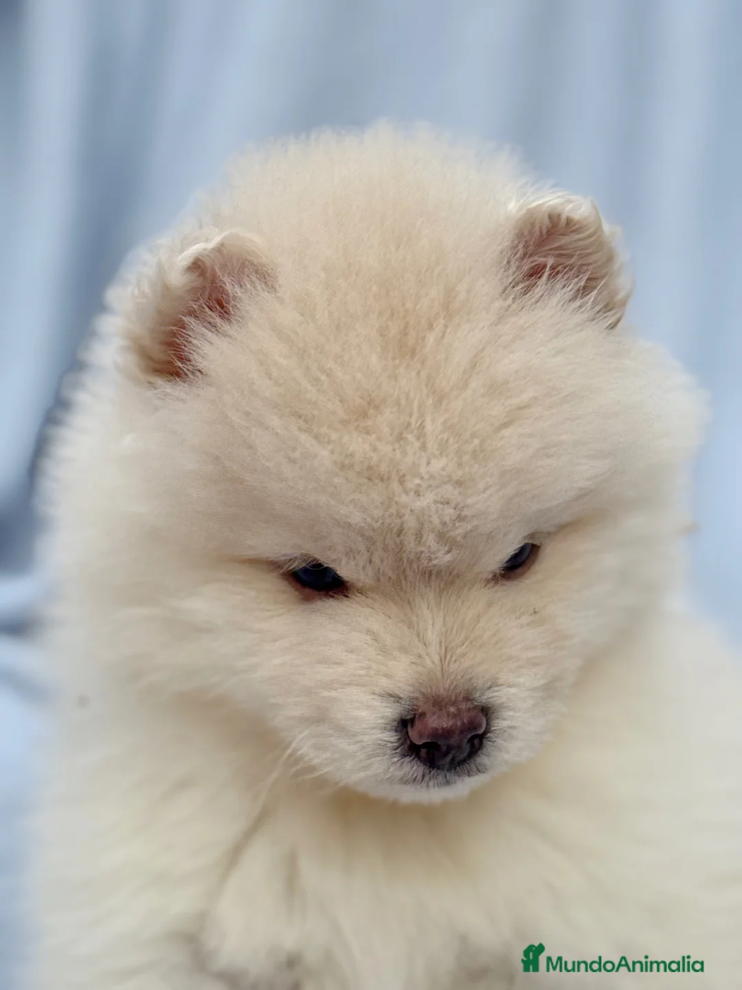 Pomsky perros en venta: dos machos y ultima hembra Pomsky ojos azules  - Anuncio 16