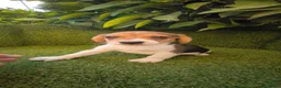 Beagle perros en venta: beagles mini tricolor  - Anuncio 12