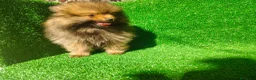 Pomerania perros en venta: Pomerania  - Anuncio 5