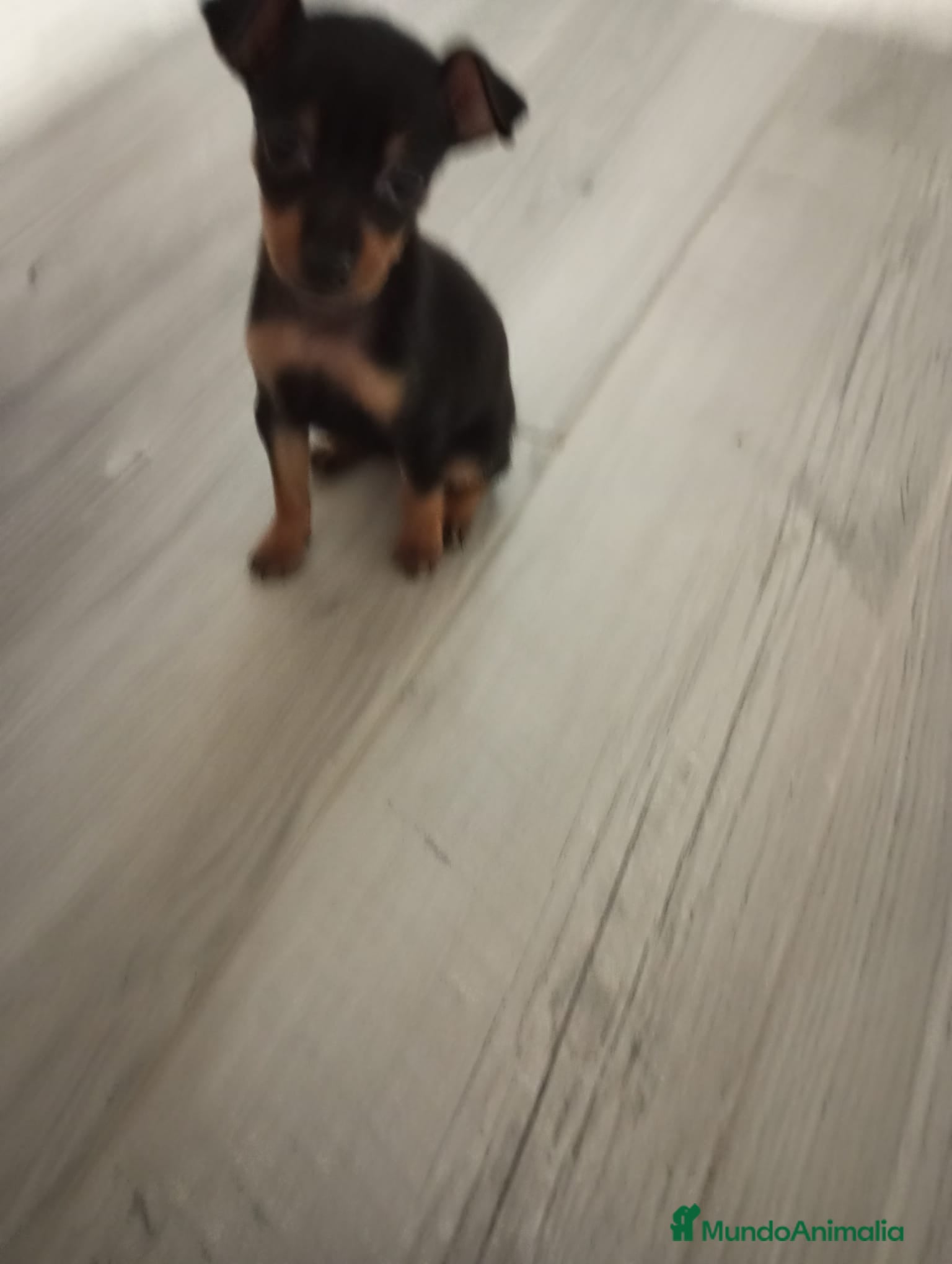 Pinscher Miniatura perros Pinscher miniatura - Anuncio 1