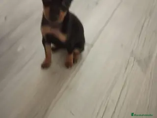 Pinscher Miniatura perros Pinscher miniatura - Anuncio 1