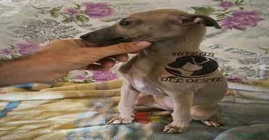 Pequeño Lebrel Italiano perros - Anuncio 2