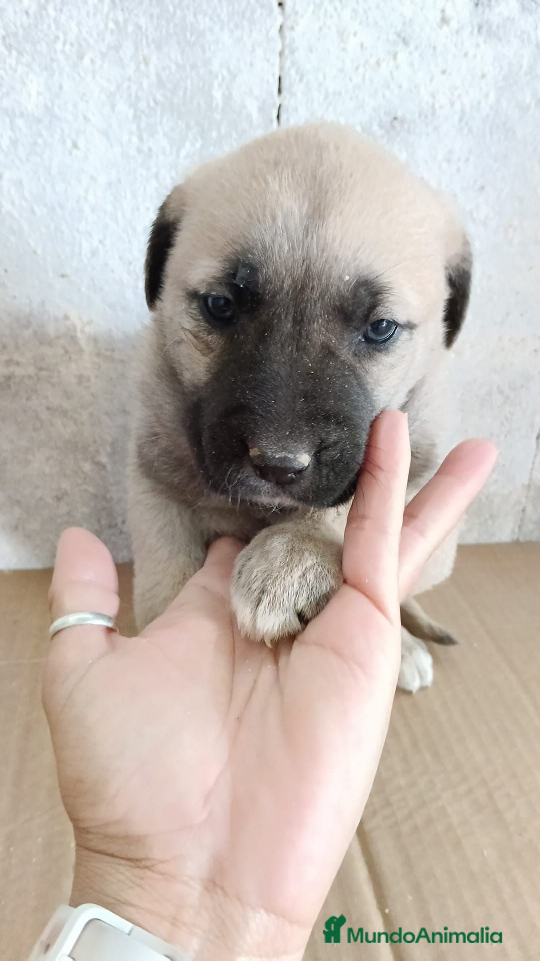 Mastín Español perros Hembra mastin  - Anuncio 1