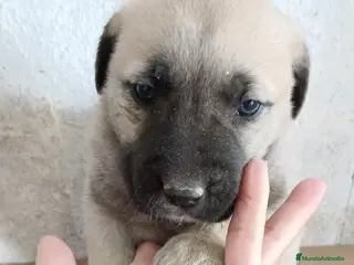 Mastín Español perros Hembra mastin - Anuncio 2