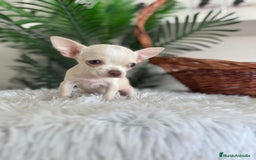 Chihuahua perros en venta: CHIHUAHUA HEMBRA - Imagen 5