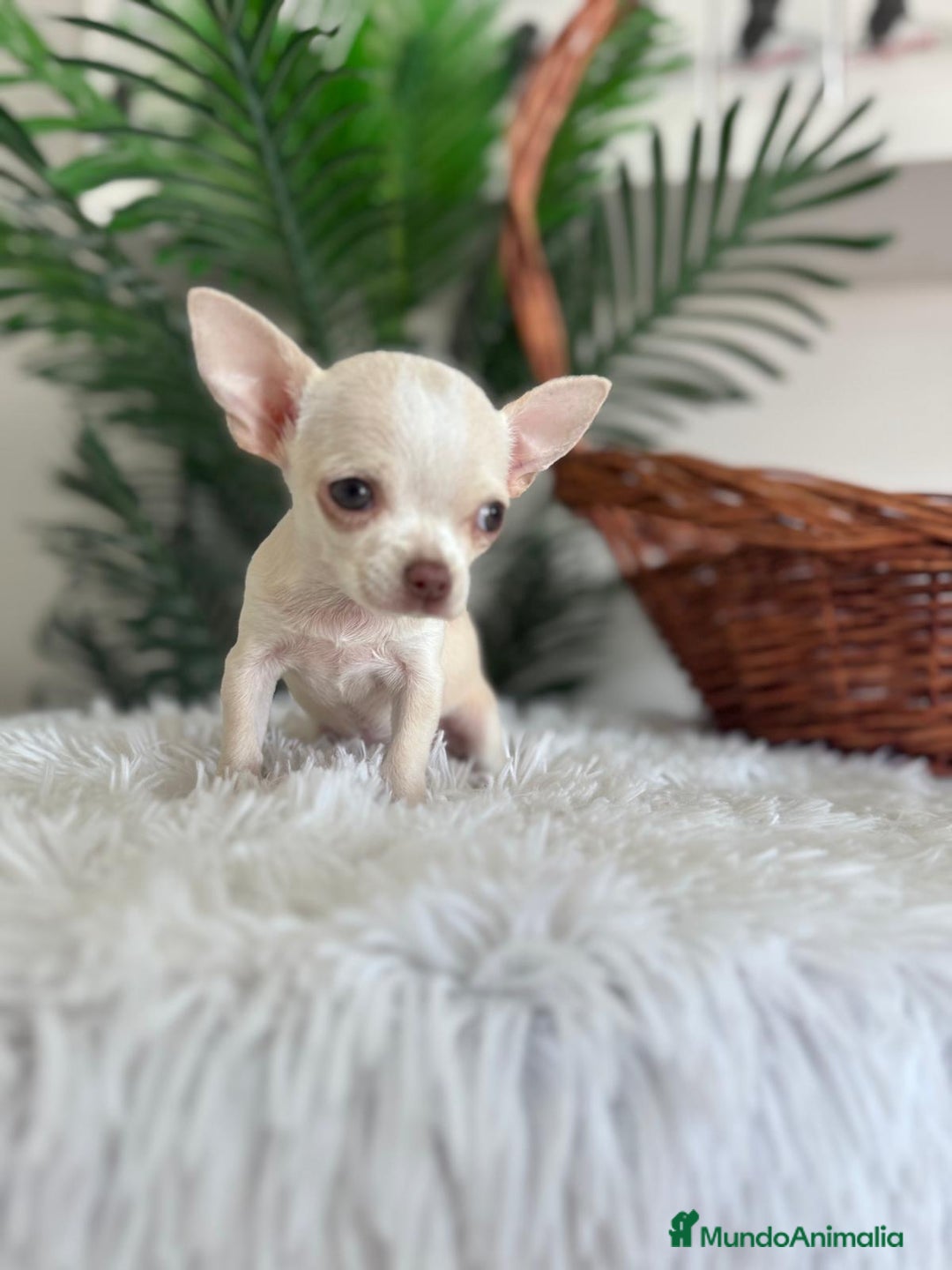 Chihuahua perros en venta: CHIHUAHUA HEMBRA - Imagen 5