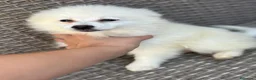 Pomerania perros en venta: Pomerania hembra - Anuncio 2