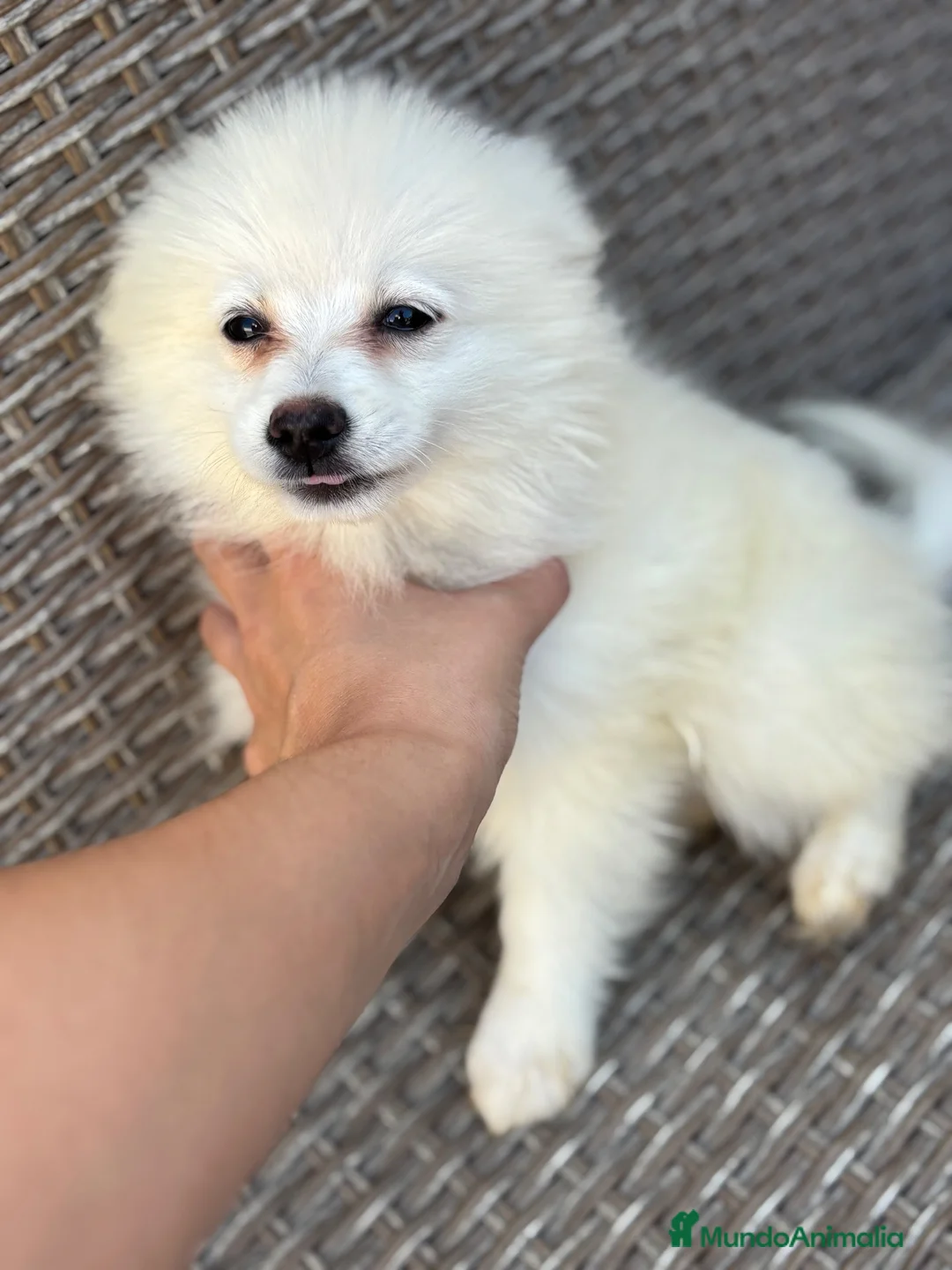 Pomerania perros en venta: Pomerania hembra - Anuncio 2