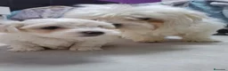 Bichón Maltés perros en venta: Bichón Maltes linea Americana  - Anuncio 4