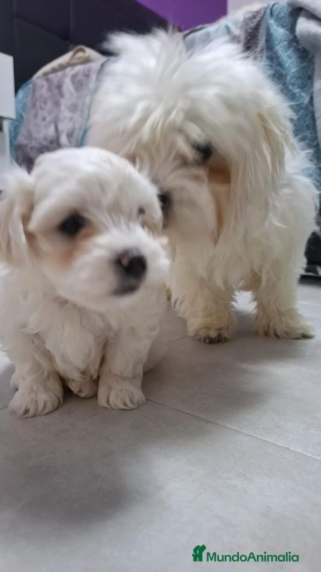 Bichón Maltés perros en venta: Bichón Maltes linea Americana  - Anuncio 4