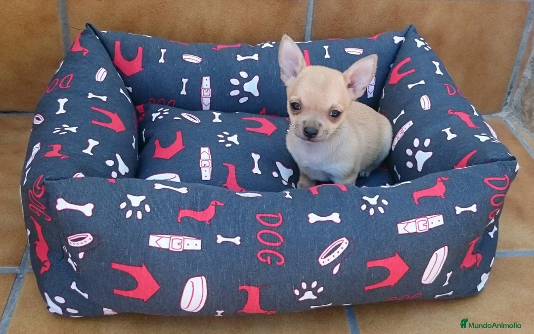 Chihuahua perros en venta: Chihuahuas - Anuncio 2