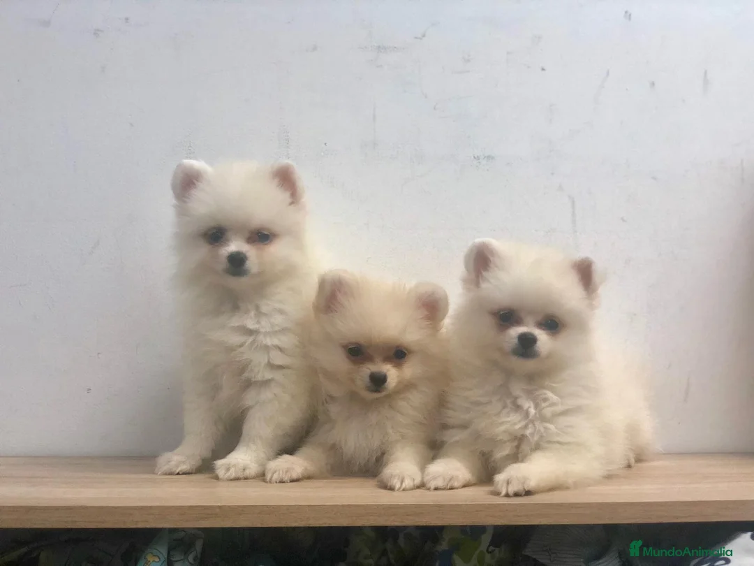 Pomerania perros en venta: Pomerania miniatura blanca - Anuncio 1