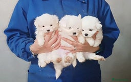 Bichón Maltés perros en venta: PRECIOSOS MACHITOS DE BICHÓN MALTES - Imagen 2