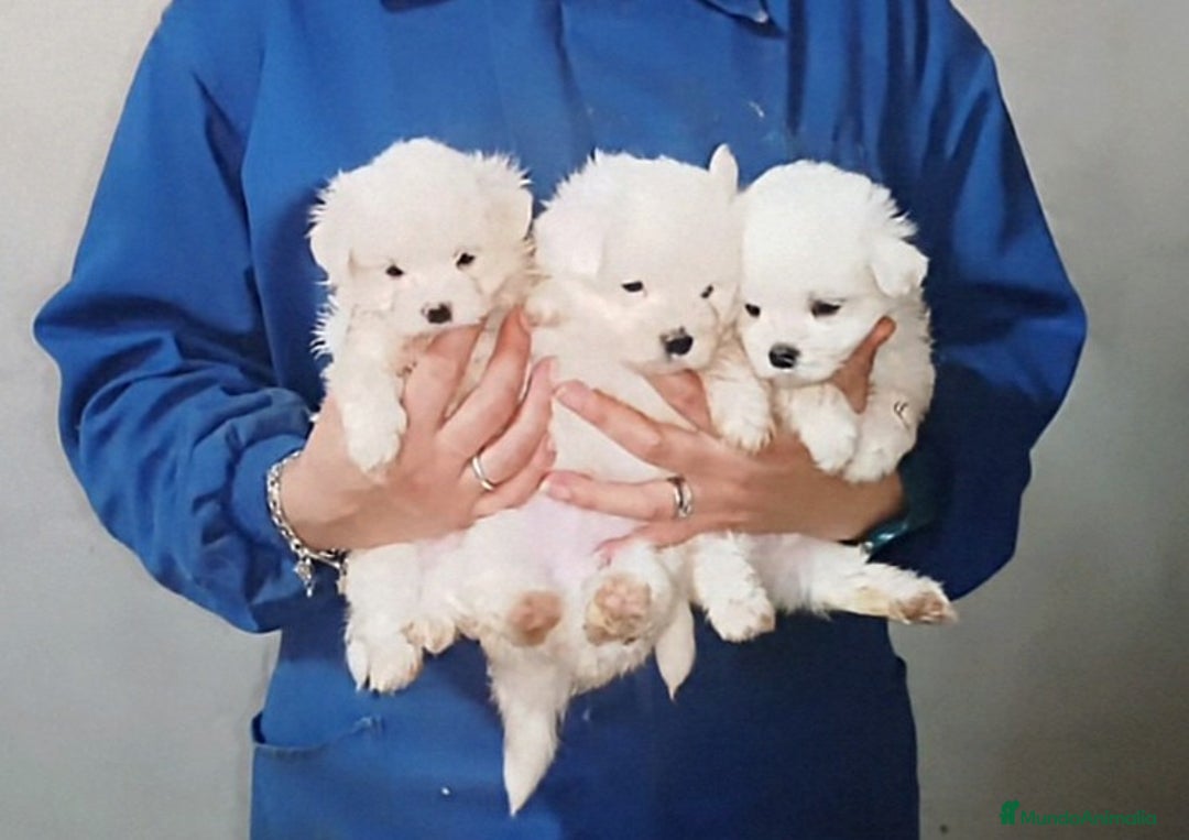 Bichón Maltés perros en venta: PRECIOSOS MACHITOS DE BICHÓN MALTES - Imagen 2