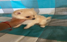 Pomerania perros en venta: Pomeranias - Imagen 5