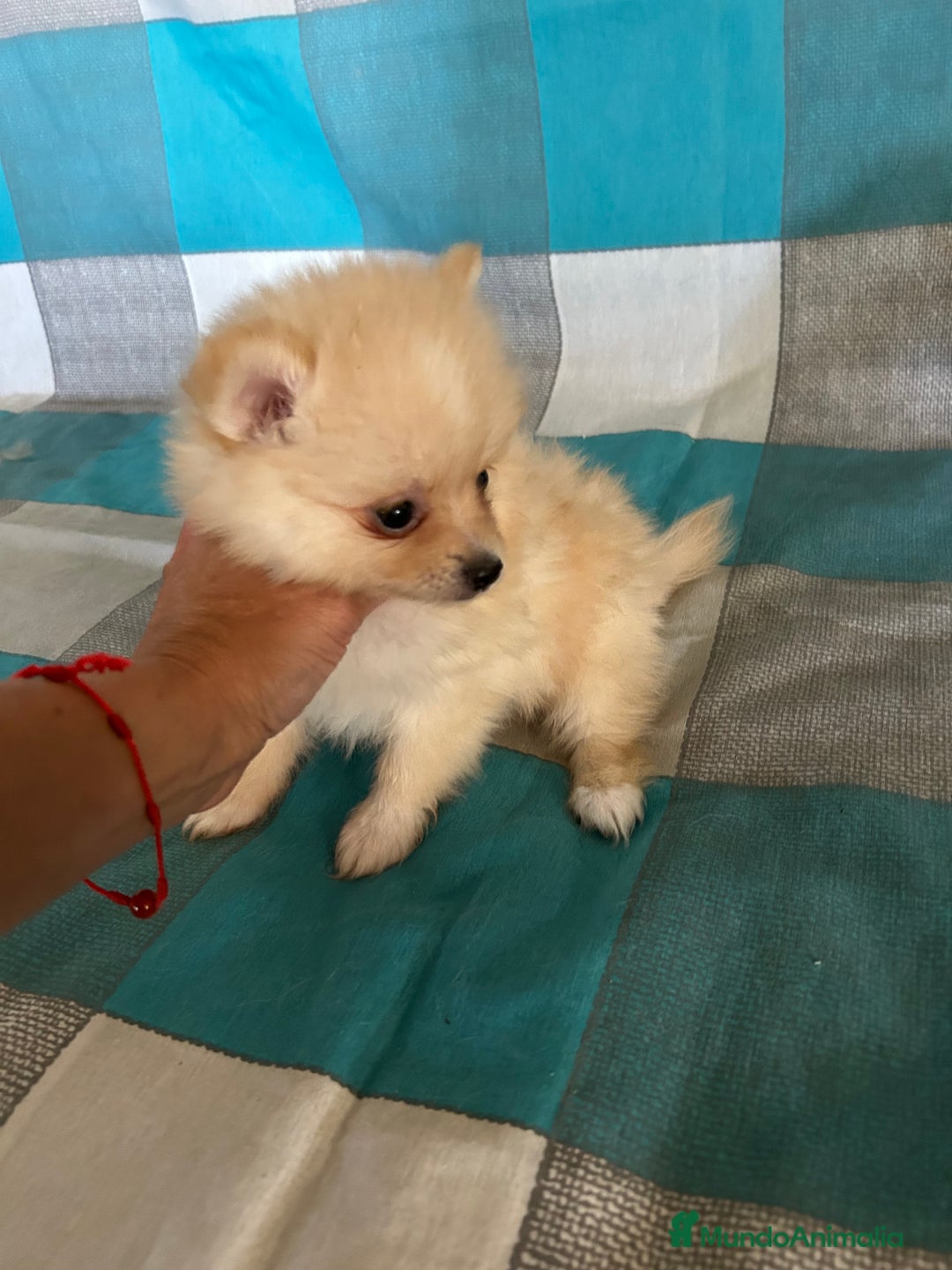 Pomerania perros en venta: Pomeranias - Imagen 5