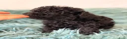 Caniche Toy perros en venta: Caniche mini toy asiático 🐾 - Anuncio 4