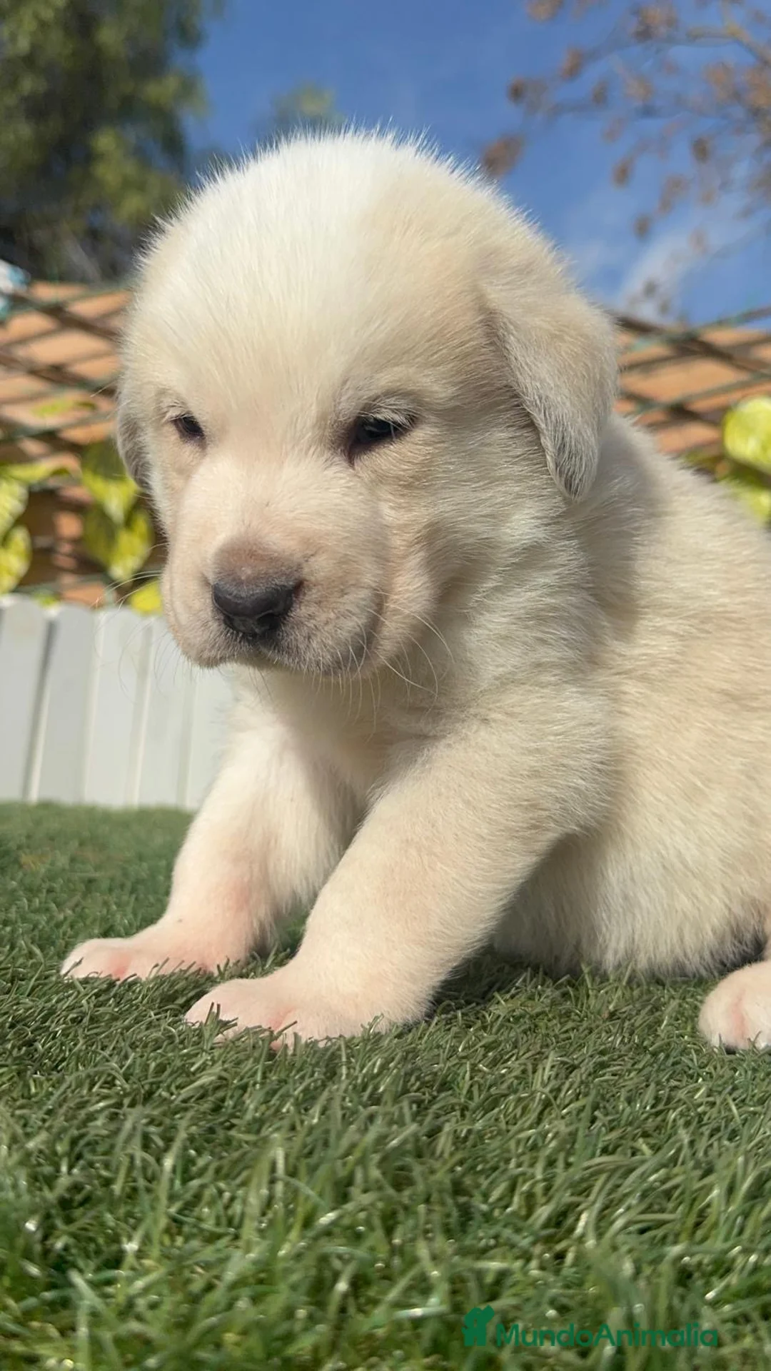 Mastín Español perros en venta: MASTIN ESPAÑOL - Anuncio 13