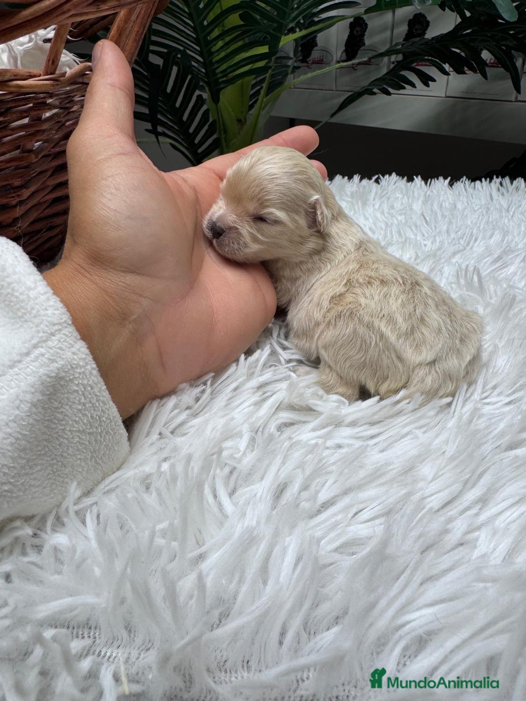 Maltipoo perros en venta: MALTIPOO HEMBRA - Anuncio 6