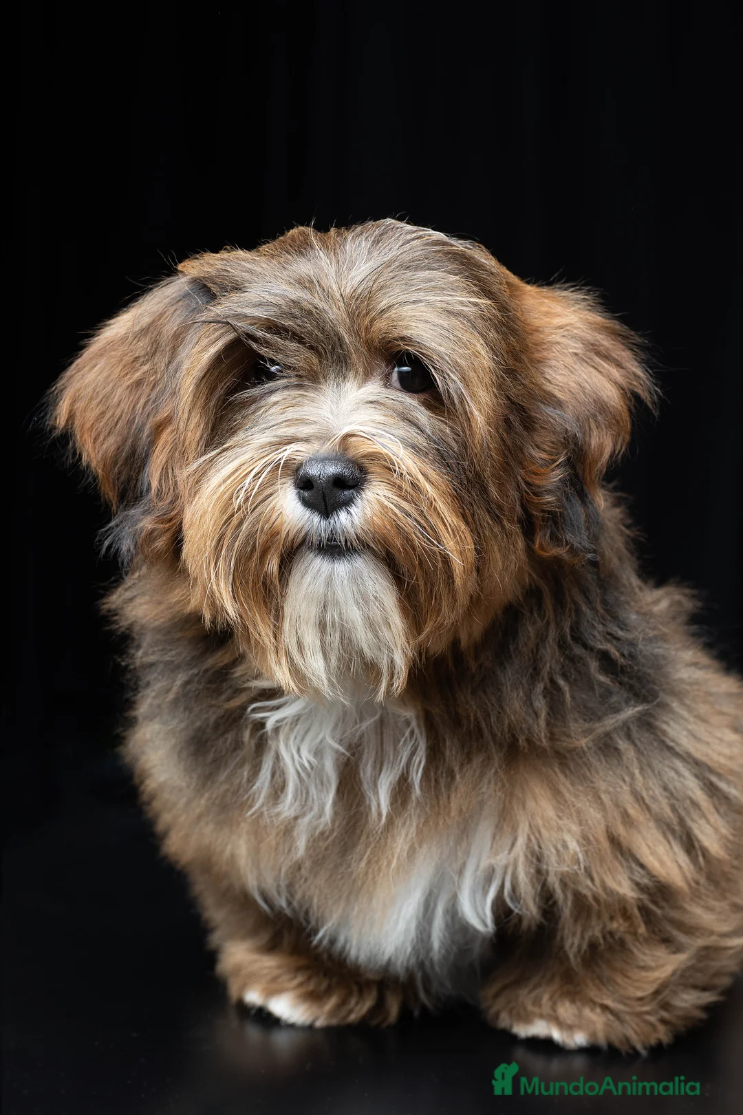 Imagen de galería {{count}}