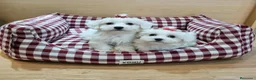 Bichón Maltés perros en venta: Bichón Maltés  - Anuncio 5