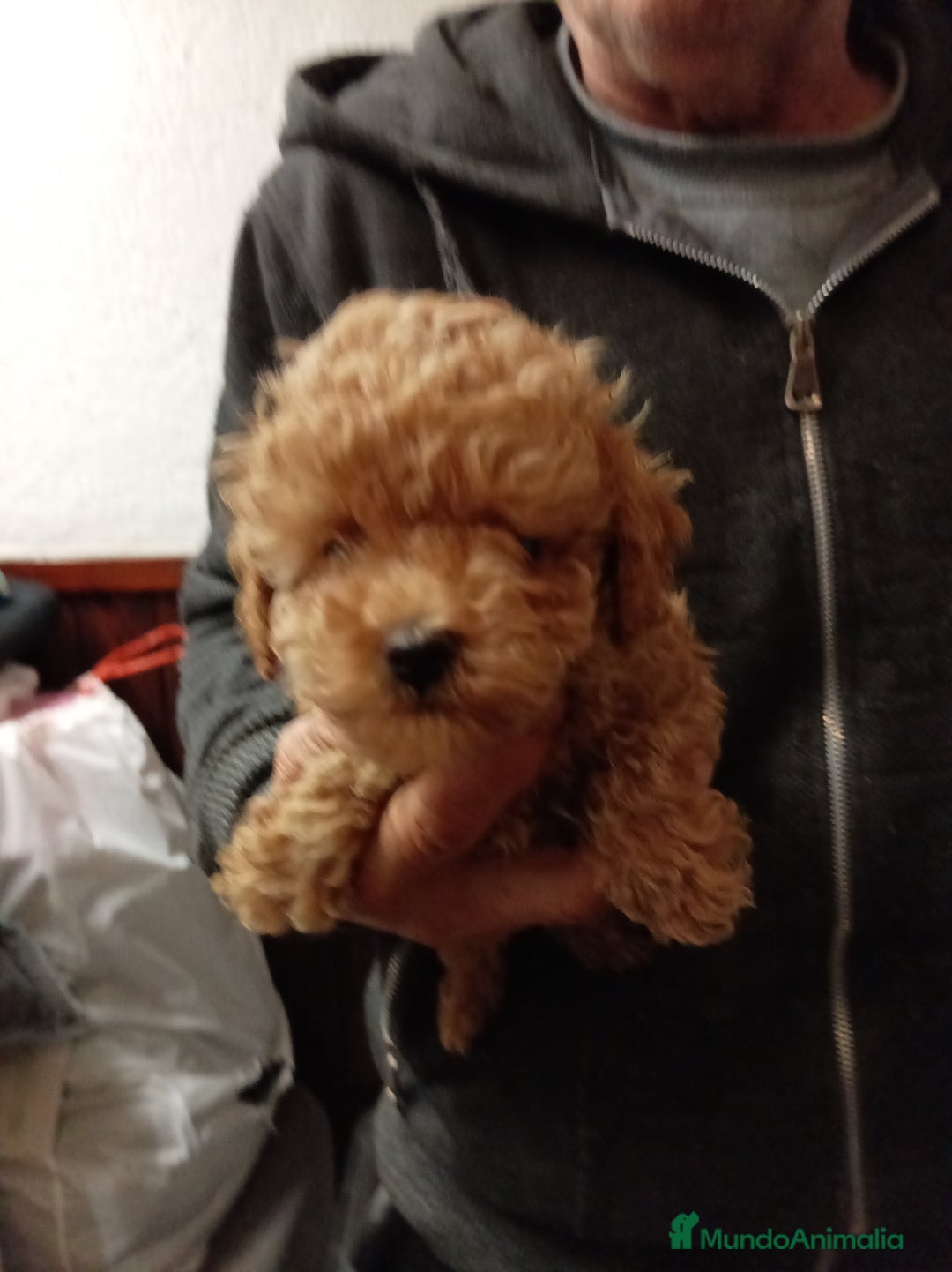 Caniche Toy perros en venta: Caniche toy asiatico - Anuncio 3