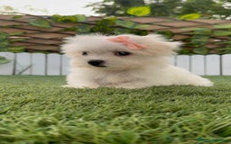 Bichón Maltés perros en venta: BICHON MALTES HEMBRA - Imagen 10