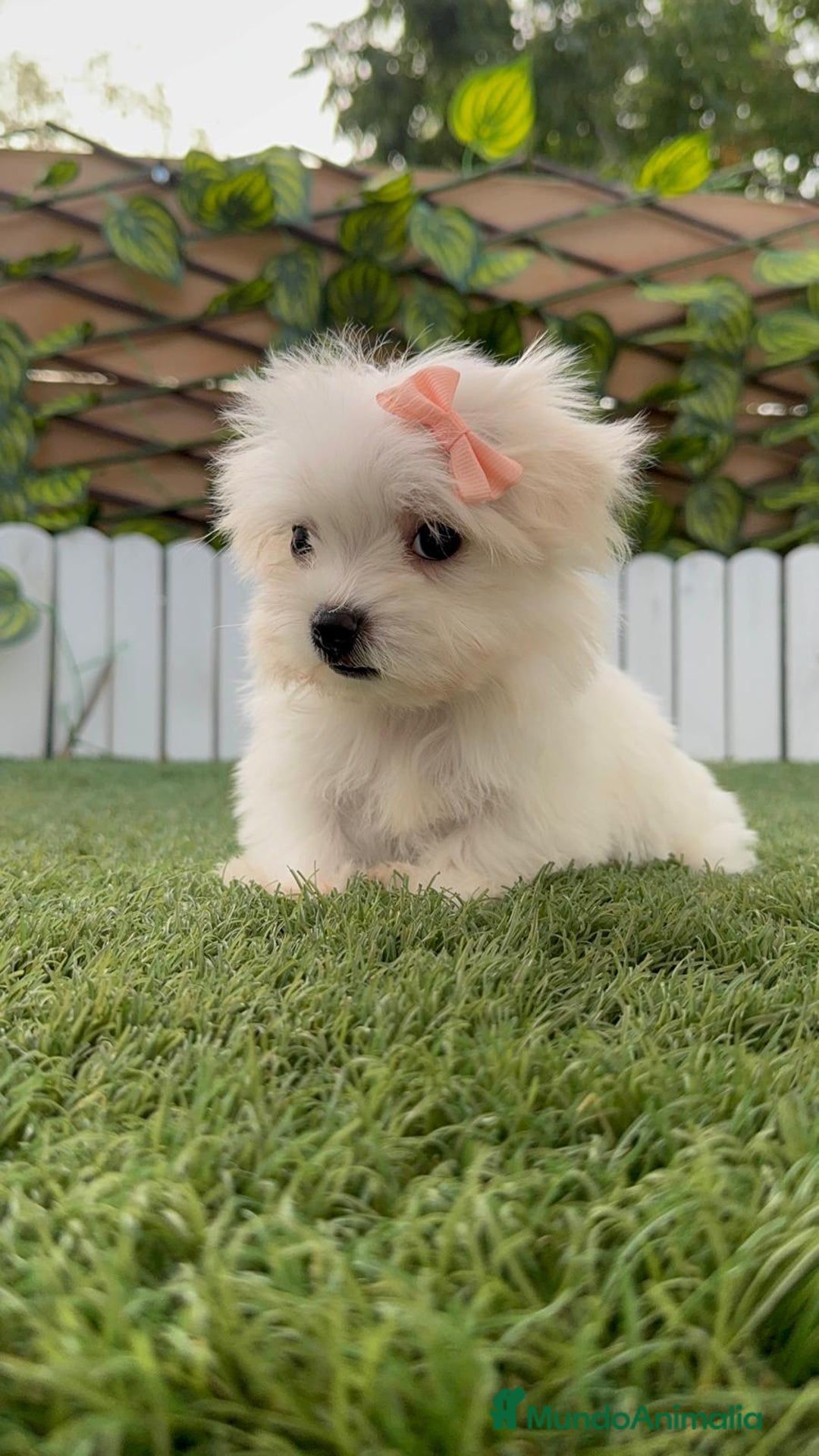 Bichón Maltés perros en venta: BICHON MALTES HEMBRA - Imagen 10