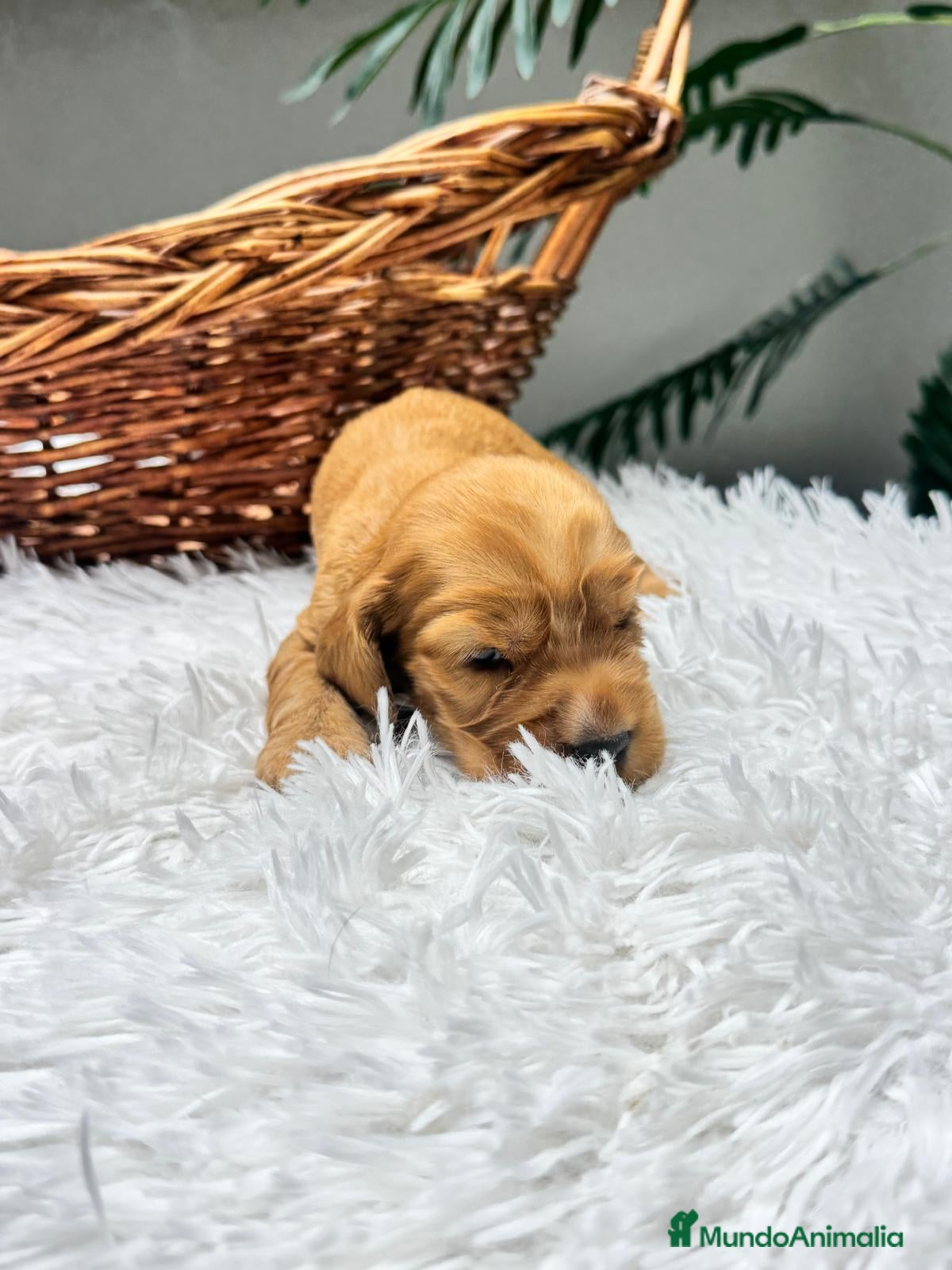 Cocker Spaniel Inglés perros en venta: COCKER SPANIEL INGLES - Anuncio 14