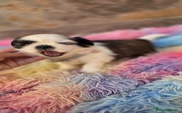 Shih Tzu perros en venta: Shitzu toy 🐾💙💙 - Imagen 5