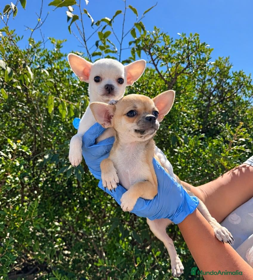 Chihuahua perros CHIHUAHUA MINI - 🐶 DOS CACHORROS - Anuncio 1